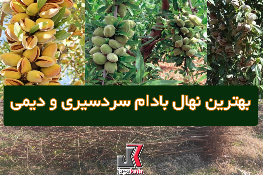 بهترین نهال بادام سردسیری و دیمی