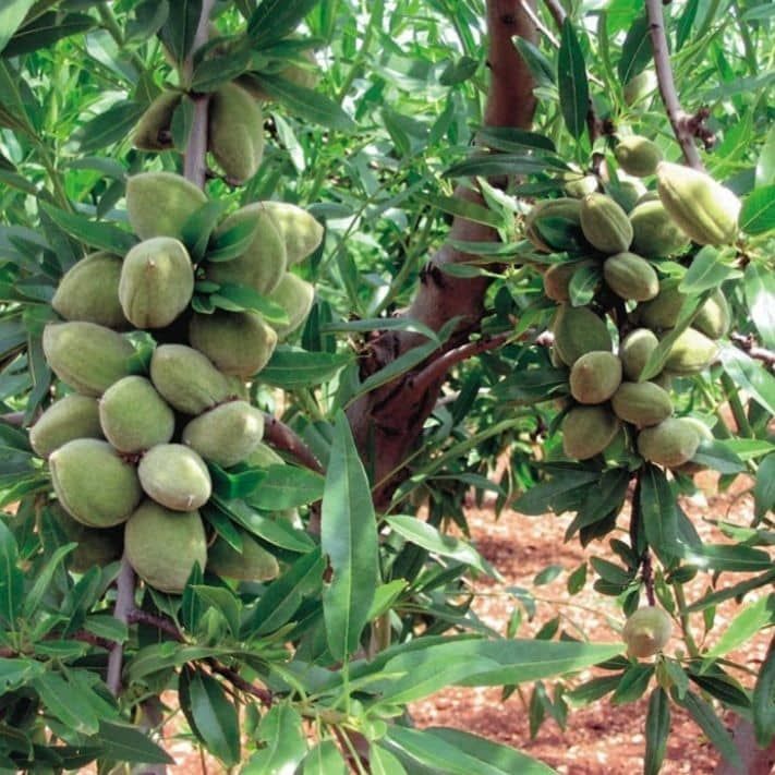 نهال بادام دیرگل تونو