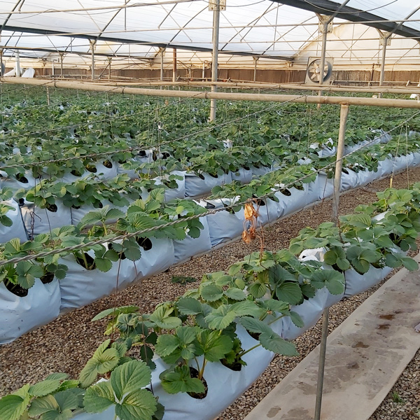 همه چیز در مورد گروبگ ها و ۸ مزیت مهم آنها