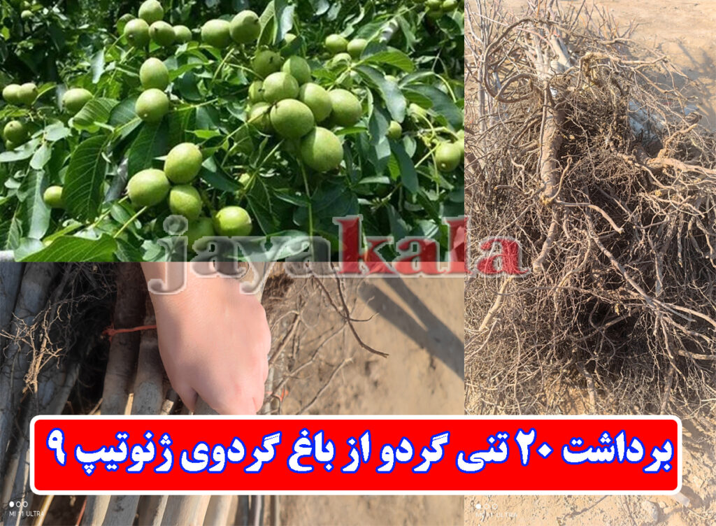 برداشت 20 تنی گردو از باغ گردوی ژنوتیپ 9 کانادایی