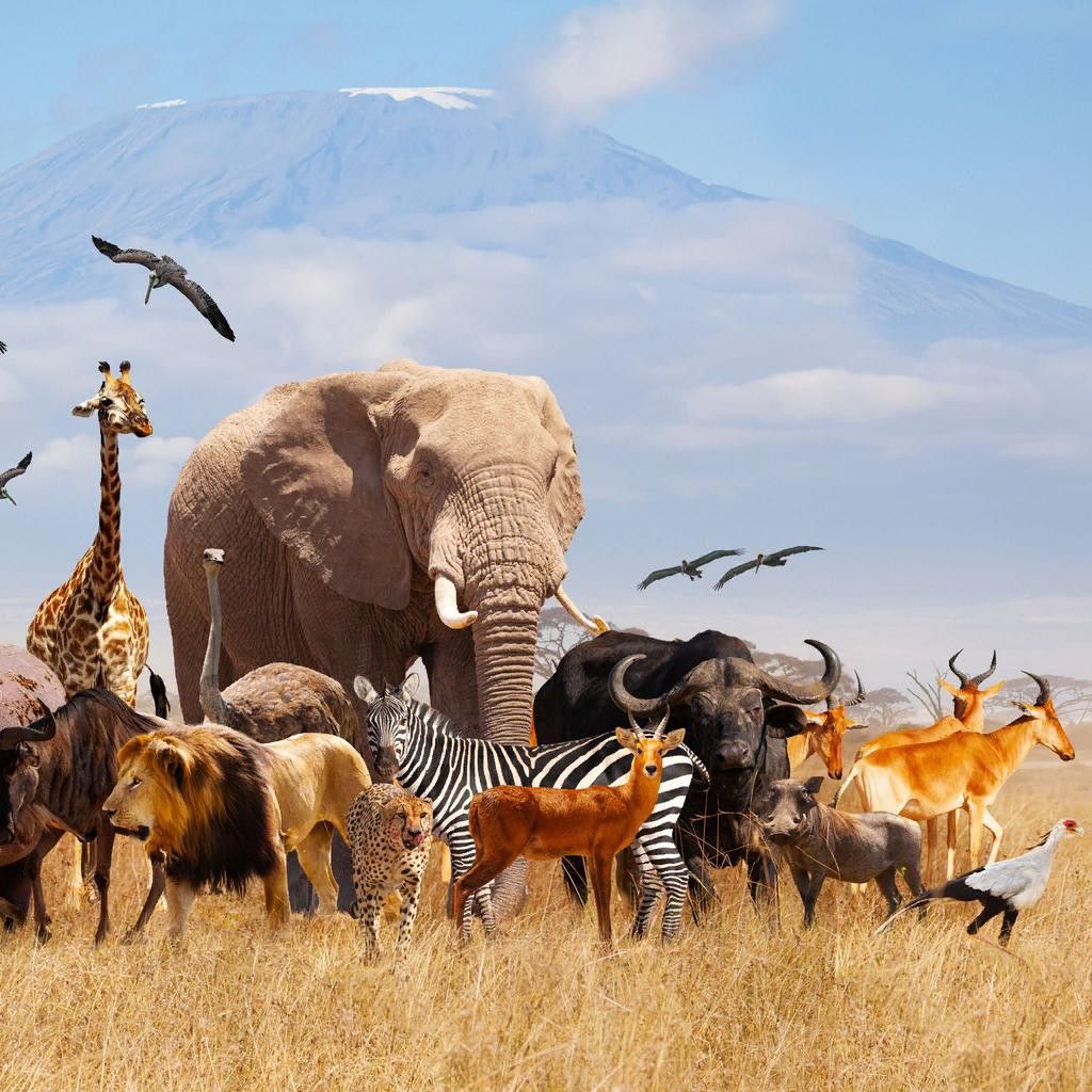 آشنایی با صداهای مختلف حیوانات