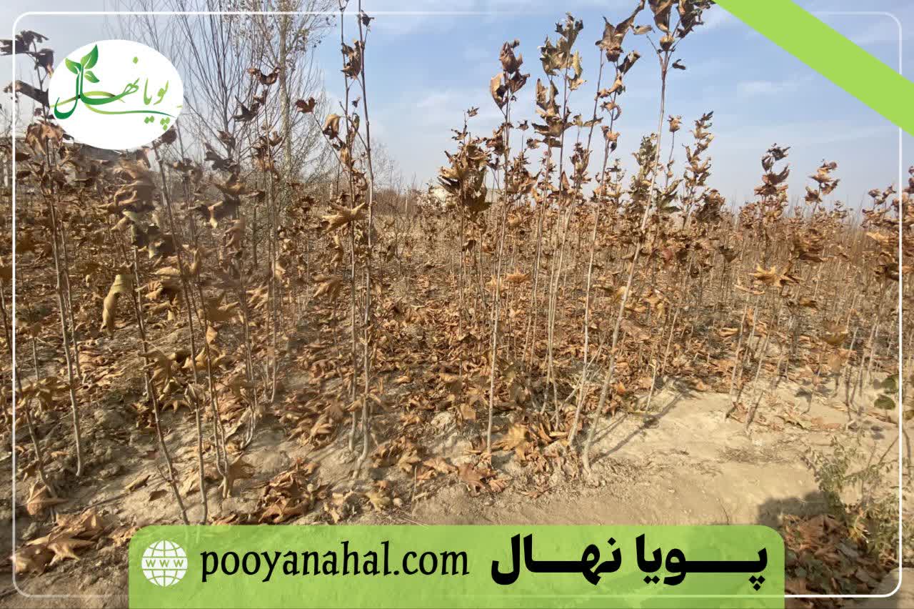 نهال چنار سالم مناسب کاشت